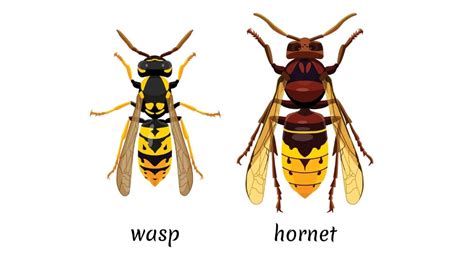 bees vs wasps vs hornets vs yellow jackets